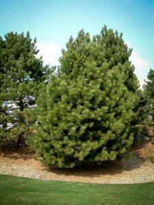 Сосна Чёрная (Pinus Nigra) купить по цене от 270.00р. в интернет-магазине «Посадика» с доставкой почтой в в Бутурлиновкае и по всей России – [изображение №1].