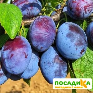 Слива Чачакская ранняя купить по цене от 229.00р. в интернет-магазине «Посадика» с доставкой почтой в в Бутурлиновкае и по всей России – [изображение №1].