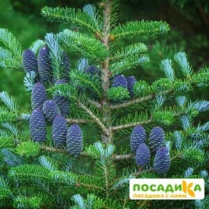 Пихта корейская (Abies koreana) купить по цене от 450.00р. в интернет-магазине «Посадика» с доставкой почтой в в Бутурлиновкае и по всей России – [изображение №1].