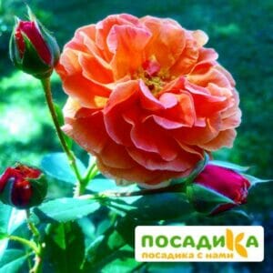 Роза Арабия купить по цене от 350.00р. в интернет-магазине «Посадика» с доставкой почтой в в Бутурлиновкае и по всей России – [изображение №1].