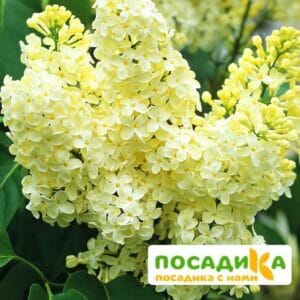 Сирень Примроуз (Primrose) купить по цене от 529.00р. в интернет-магазине «Посадика» с доставкой почтой в в Бутурлиновкае и по всей России – [изображение №1].