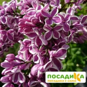 Сирень Сенсация купить по цене от 529.00р. в интернет-магазине «Посадика» с доставкой почтой в в Бутурлиновкае и по всей России – [изображение №1].