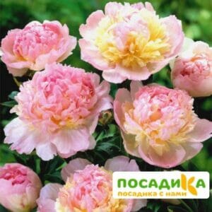 Пион Распберри Сандей (Paeonia Raspberry Sundae) купить по цене от 959р. в интернет-магазине «Посадика» с доставкой почтой в в Бутурлиновкае и по всей России – [изображение №1].