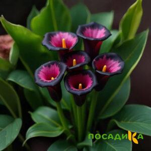 Калла Аура Лейс купить по цене от 400р. в интернет-магазине «Посадика» с доставкой почтой в в Бутурлиновкае и по всей России – [изображение №1].