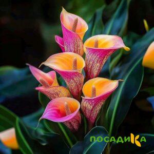 Калла Оникс купить по цене от 450р. в интернет-магазине «Посадика» с доставкой почтой в в Бутурлиновкае и по всей России – [изображение №1].