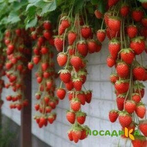 Клубника вьющаяся Комплимент купить по цене от 470р. в интернет-магазине «Посадика» с доставкой почтой в в Бутурлиновкае и по всей России – [изображение №1].