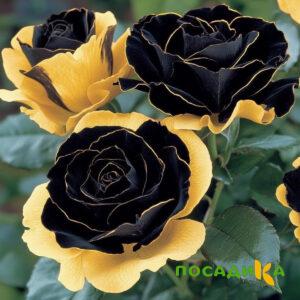 Роза Ханни Сикл купить по цене от 700р. в интернет-магазине «Посадика» с доставкой почтой в в Бутурлиновкае и по всей России – [изображение №1].