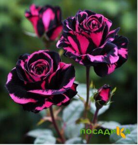 Роза Багровый Шепот купить по цене от 366р. в интернет-магазине «Посадика» с доставкой почтой в в Бутурлиновкае и по всей России – [изображение №1].