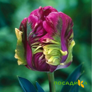 Тюльпан Экзотик Хэвен купить по цене от 186р. в интернет-магазине «Посадика» с доставкой почтой в в Бутурлиновкае и по всей России – [изображение №1].