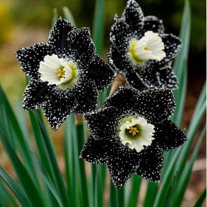 Нарцисс Кассата купить по цене от 372р. в интернет-магазине «Посадика» с доставкой почтой в в Бутурлиновкае и по всей России – [изображение №1].